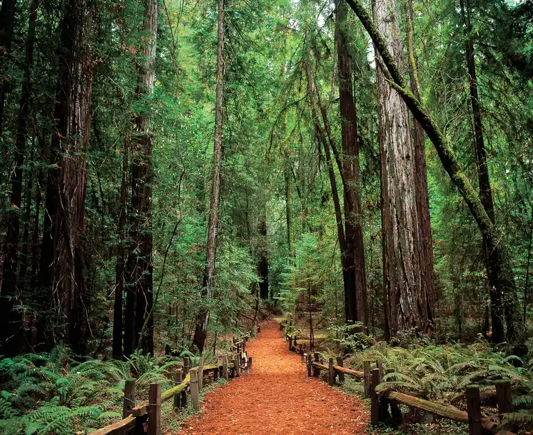 Old-growth redwoods at Armstrong Redwoods State Natural Reserve