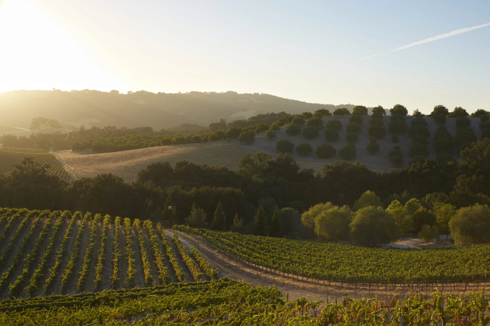 Late light over vineyard rows and rolling hills in Sonoma County
