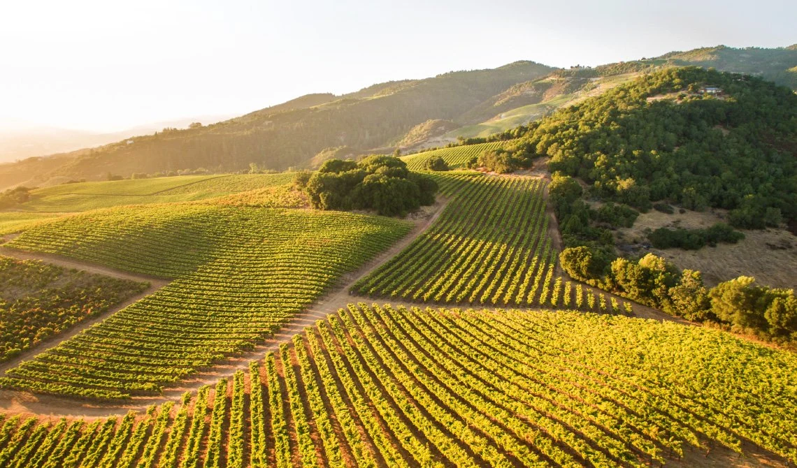 Aerial view of sunlit vineyard rows on the hills of Sonoma County wine country