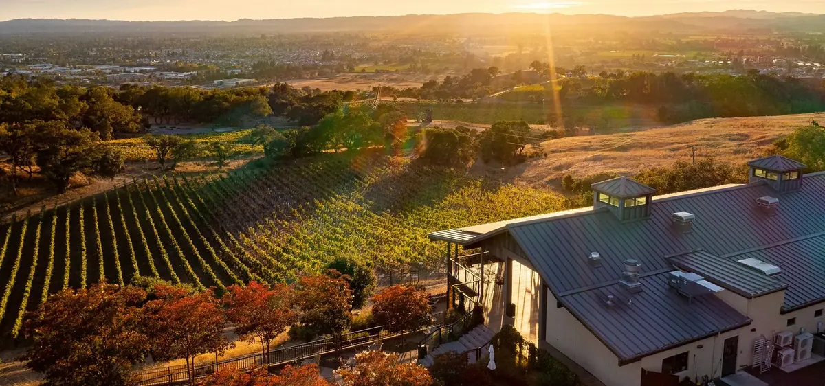Vineyard rows outside Santa Rosa